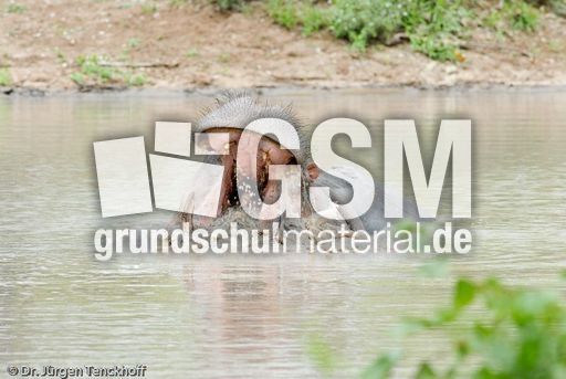 Flusspferd (94 von 104).jpg